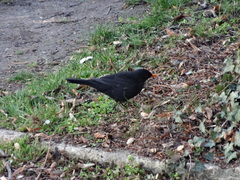 Turdus merula