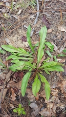 Carphephorus odoratissimus