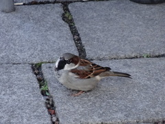 Passer domesticus