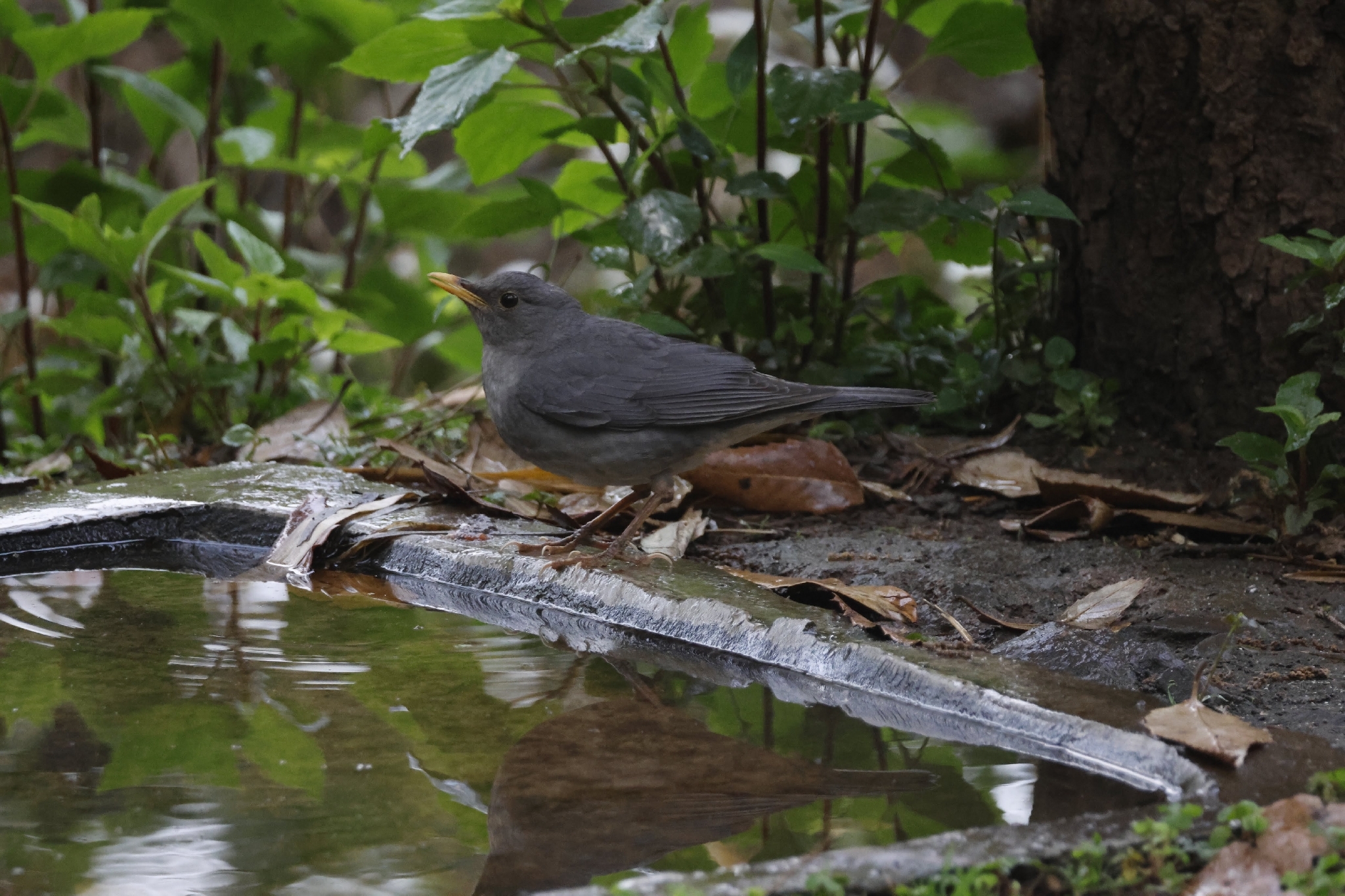 Tickell's Thrush (Turdus unicolor), photo 1
