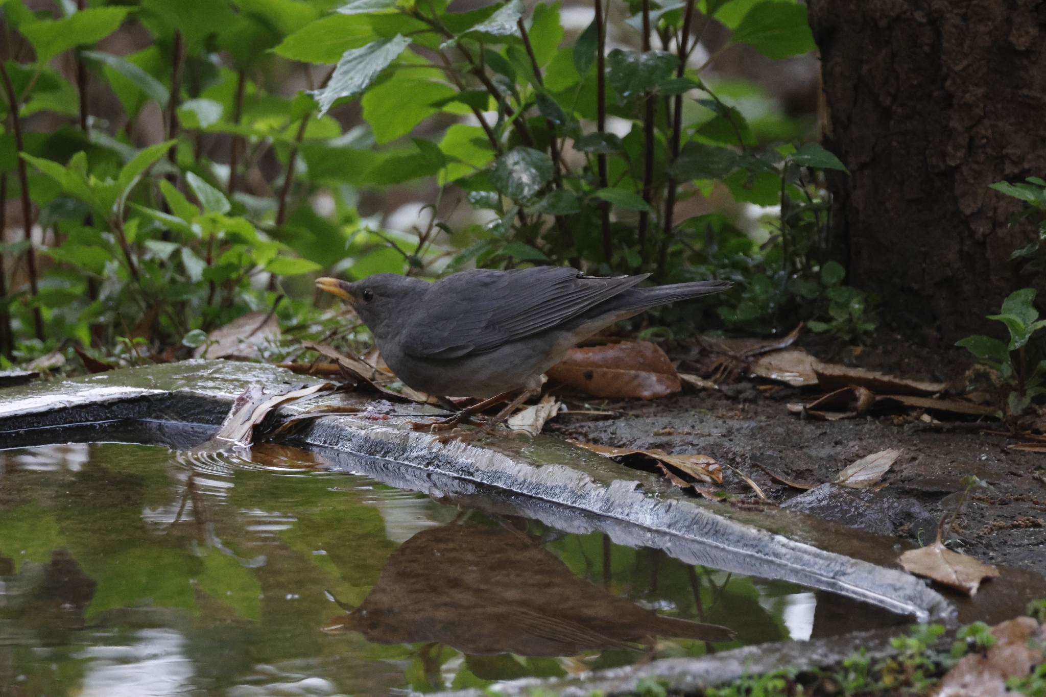 Tickell's Thrush (Turdus unicolor), photo 2