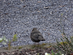 Turdus merula