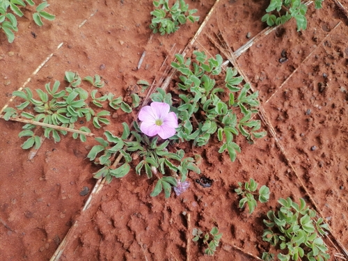 Cattle Sorrel (Oxalis lawsonii)