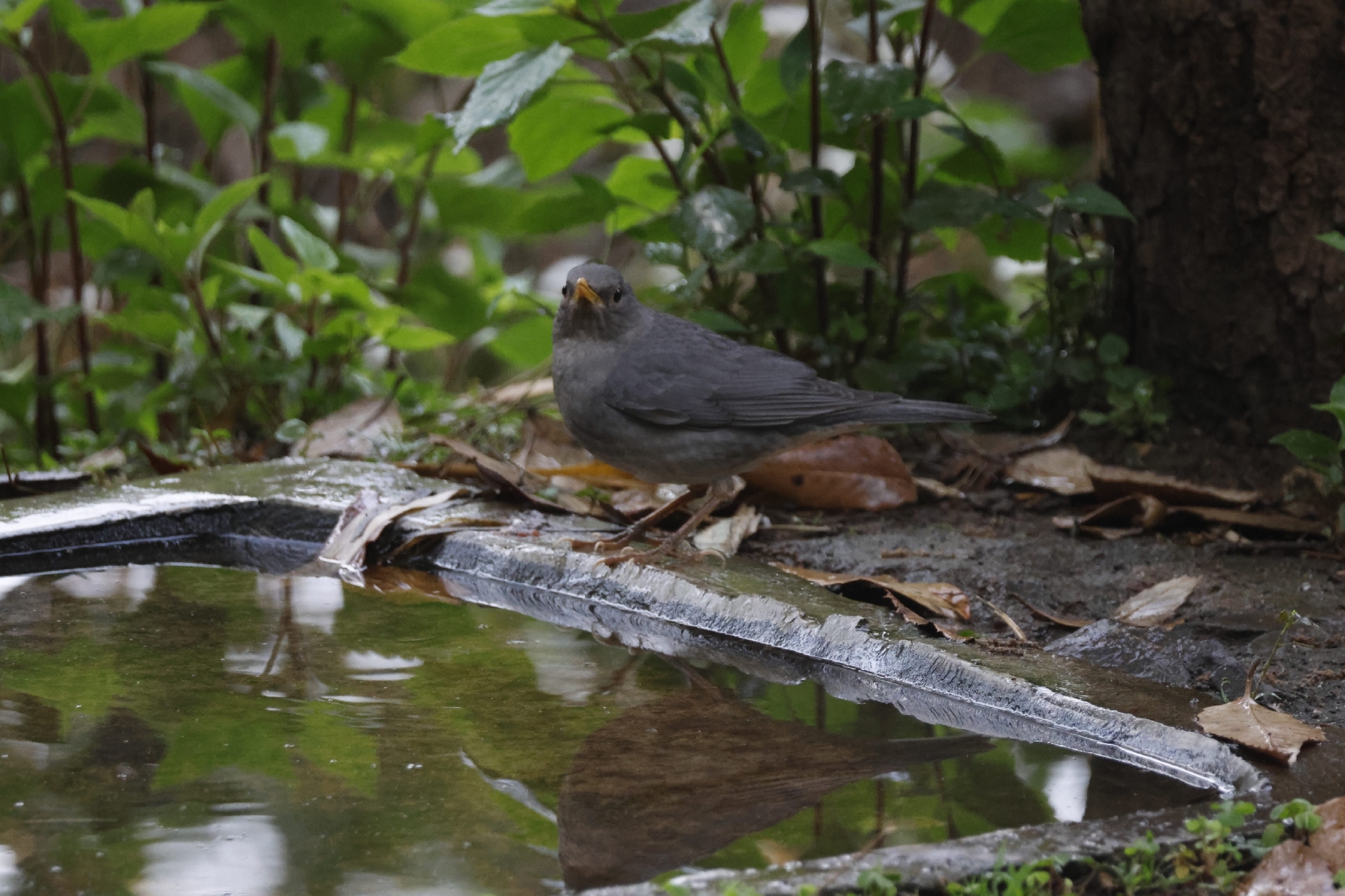 Tickell's Thrush (Turdus unicolor), photo 3