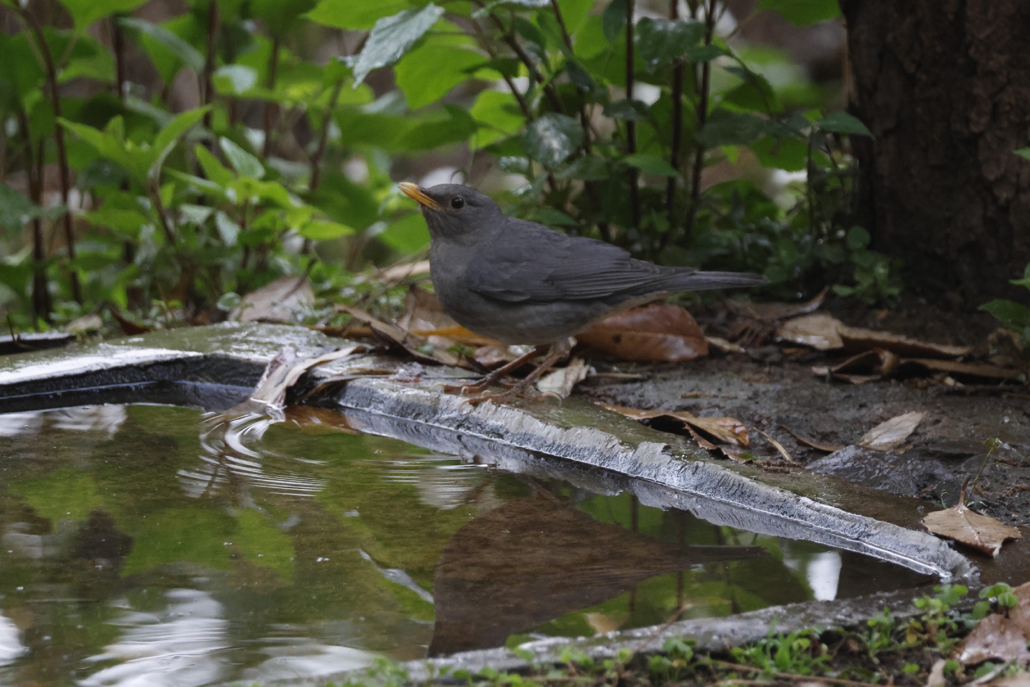 Tickell's Thrush (Turdus unicolor), photo 4
