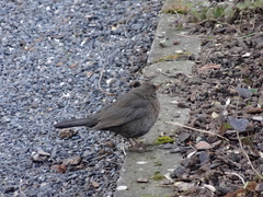 Turdus merula