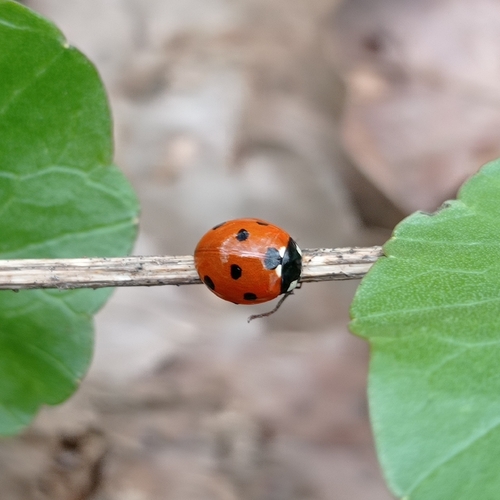 Seven-spotted Lady Beetle