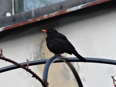 Turdus merula
