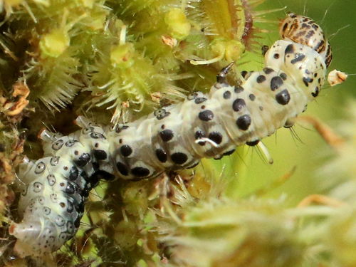 Carrot Seed Moth photo 3