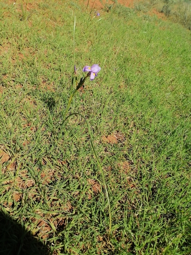 Karoo Tulp (Moraea polystachya)