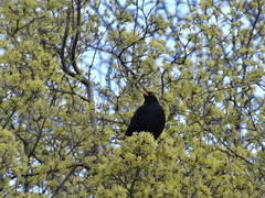 Turdus merula