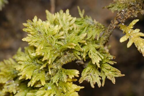 Common Tamarisk-moss (Thuidium tamariscinum)