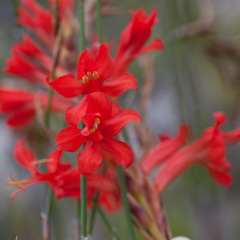 Tritoniopsis triticea