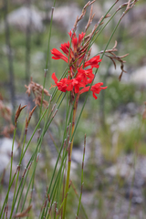 Tritoniopsis triticea