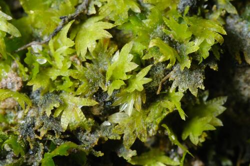 Common Pocket-moss (Fissidens taxifolius)