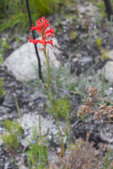 Tritoniopsis triticea