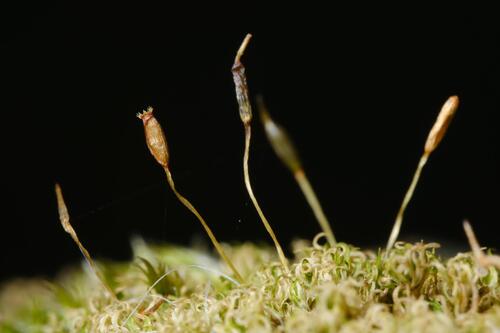 Common Pincushion (Dicranoweisia cirrata)