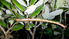 Acanthoxyla geisovii