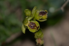 Ophrys lutea galilaea
