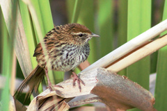 Poodytes punctatus vealeae