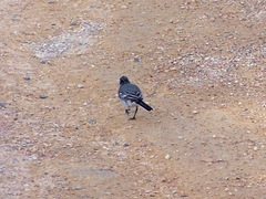 Motacilla alba