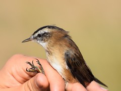 Acrocephalus melanopogon