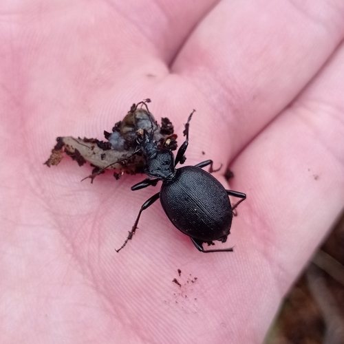 Snail Hunter