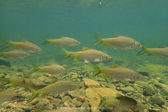 Waander's Bony Lipped Barb photo 2