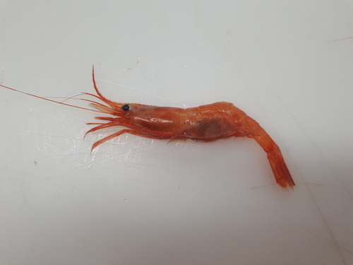northern shrimp