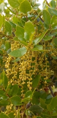 Quercus coccifera