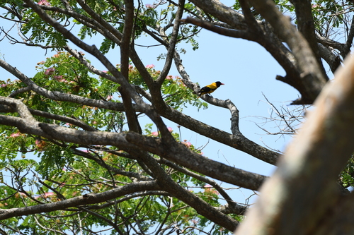 Black-hooded Oriole