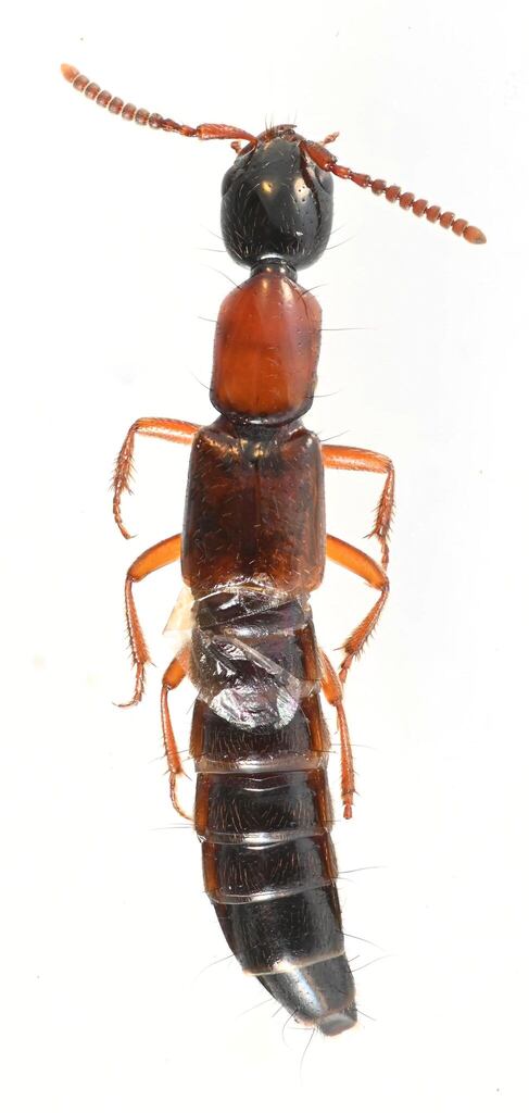 Xestolinus abdominalis