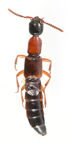 Xestolinus abdominalis