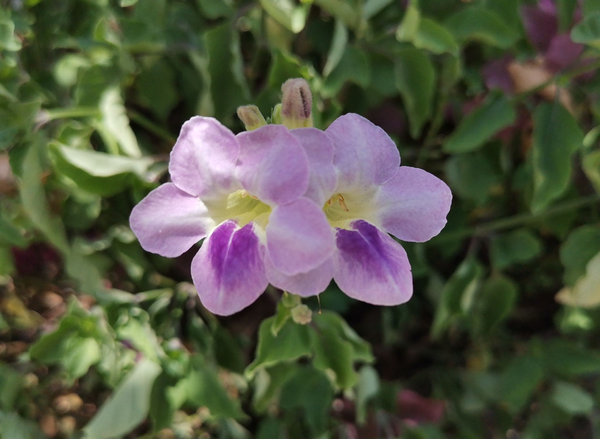 Chinese Violet (Asystasia gangetica)