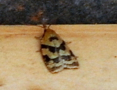Sparganothis pilleriana