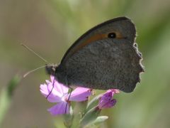 Hyponephele lupinus