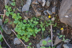 Potentilla gelida
