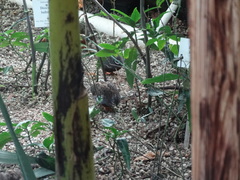 Coturnix