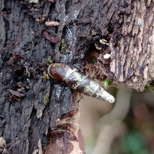 Plaited Door-snail