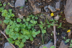Potentilla gelida