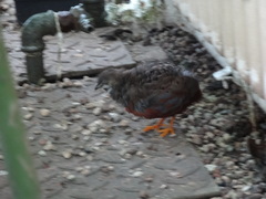 Coturnix