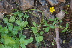 Potentilla gelida