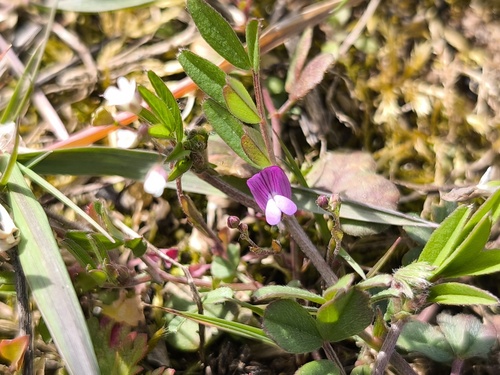 spring vetch (Vicia lathyroides)