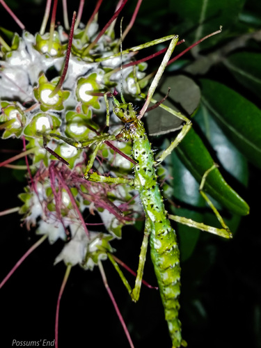 prickly stick insect