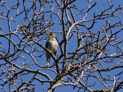 Turdus philomelos