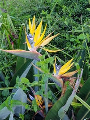 Strelitzia reginae