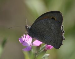 Hyponephele lupinus