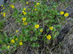 Potentilla gelida