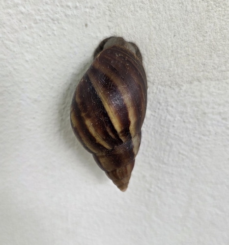 Lissachatina fulica