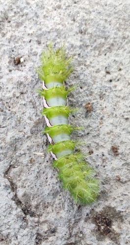 Automeris naranja